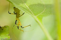 Raubwanze sp. Imago - Zum Vergroessern klicken!
